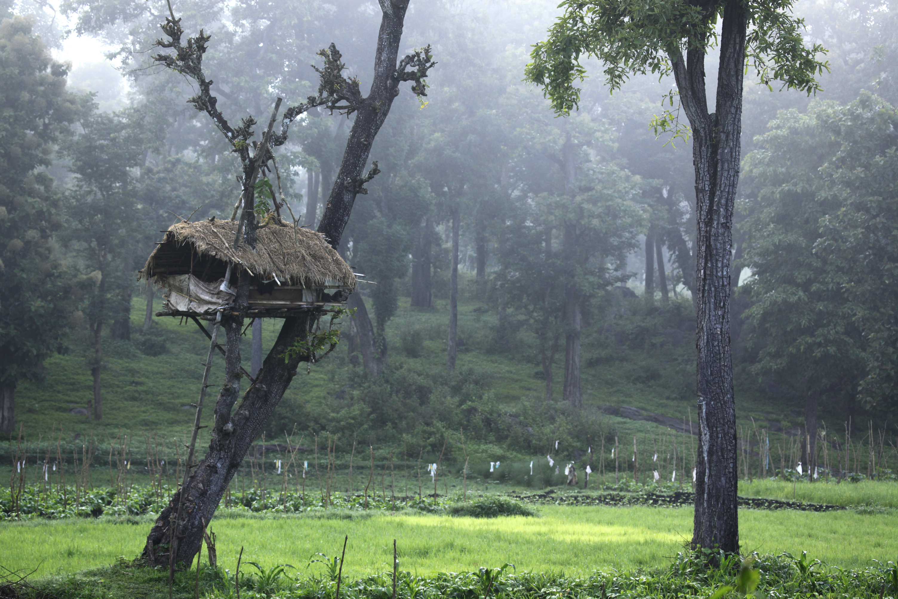 tree_house_muthanga_forest_605 kerala